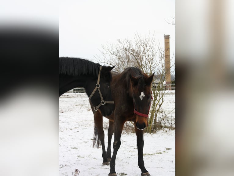 Inne konie pełnej krwi Klacz 15 lat 160 cm Gniada in Rothenburg/Oberlausitz