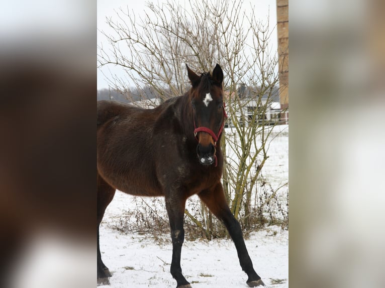 Inne konie pełnej krwi Klacz 15 lat 160 cm Gniada in Rothenburg/Oberlausitz