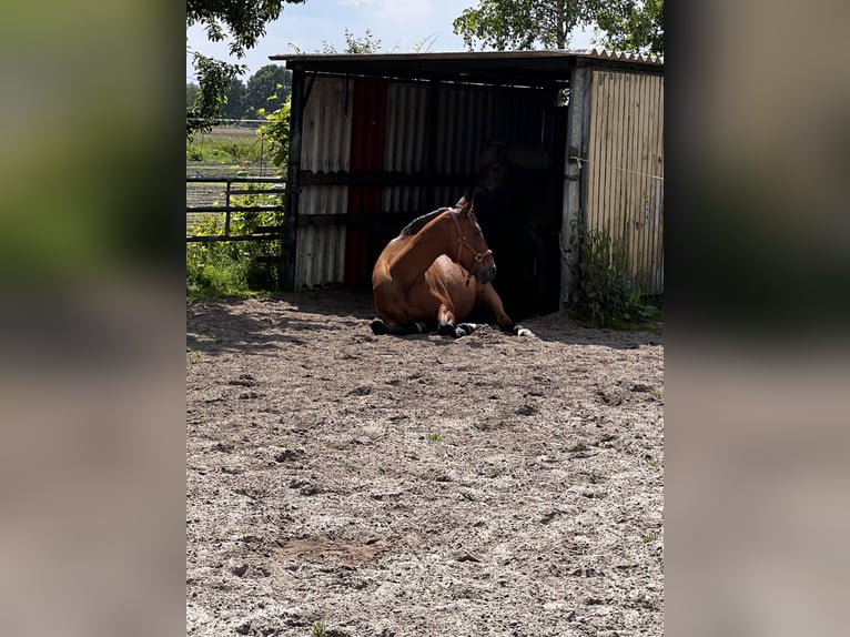 Inne konie pełnej krwi Mix Klacz 16 lat 156 cm Kasztanowata in Papenburg