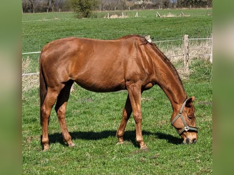 Inne konie pełnej krwi Klacz 16 lat 168 cm Kasztanowata in Lassahn