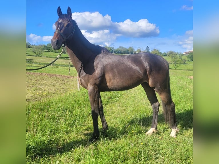 Inne konie pełnej krwi Klacz 5 lat 163 cm Ciemnogniada in Trivy