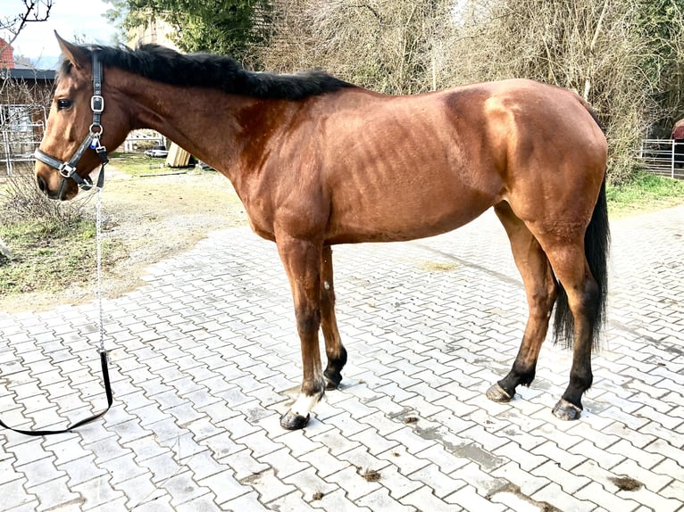 Inne konie pełnej krwi Klacz 6 lat 170 cm Gniada in Mainbernheim
