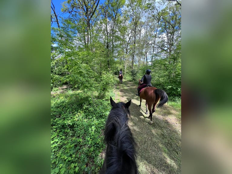 Inne konie pełnej krwi Klacz 7 lat 156 cm Gniada in Monc&#xE9;-en-Belin