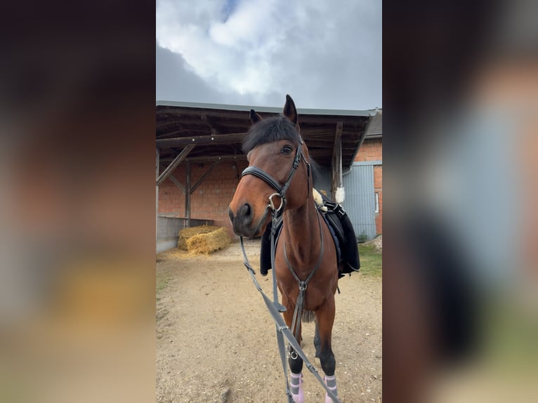 Inne konie pełnej krwi Wałach 10 lat 172 cm Gniada in Pennewand