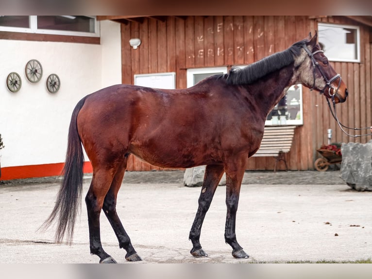 Inne konie pełnej krwi Wałach 12 lat 165 cm Gniada in Blankenheim