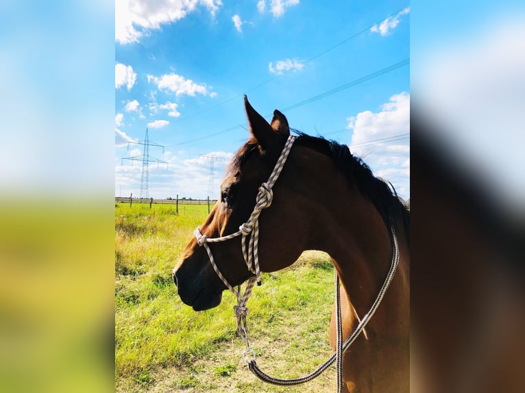 Inne konie pełnej krwi Wałach 20 lat 169 cm Gniada in Altlandsberg