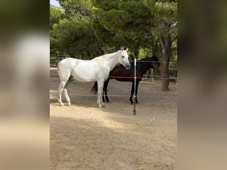Inne konie pełnej krwi Mix Wałach 24 lat 170 cm Stalowosiwy in Xixona/Jijona