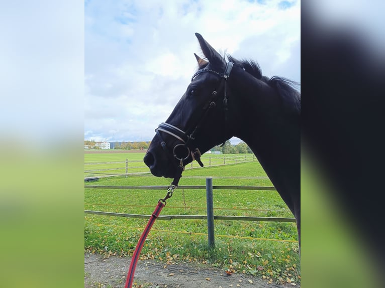 Inne konie pełnej krwi Wałach 4 lat 165 cm Ciemnogniada in Bayreuth