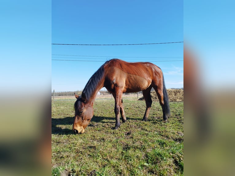 Inne konie pełnej krwi Wałach 5 lat 163 cm Gniada in Bouzy-la-For&#xEA;t