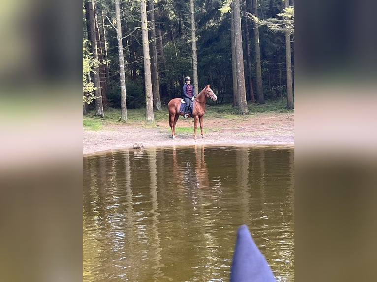 Inne konie pełnej krwi Wałach 6 lat 156 cm Kasztanowata in Eddelak