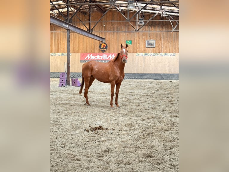 Inne konie pełnej krwi Wałach 7 lat 170 cm Kasztanowata in Wegeleben