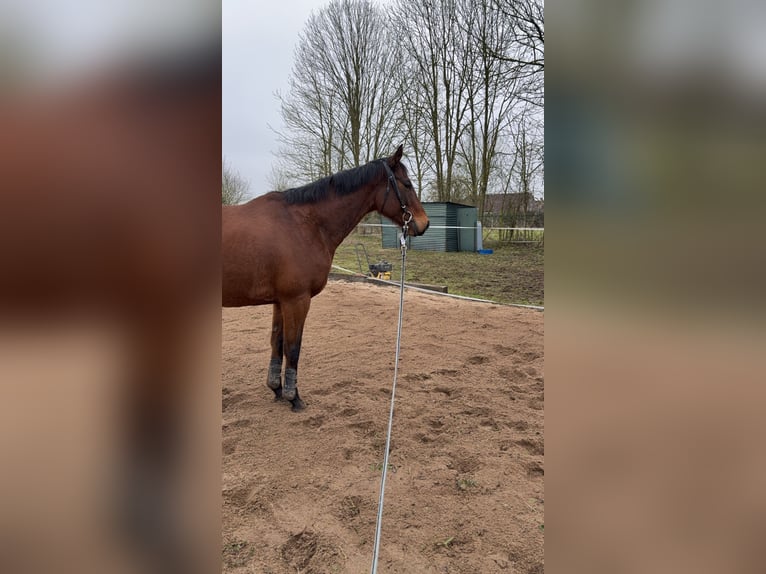 Inne konie pełnej krwi Wałach 8 lat 160 cm Gniada in Mouflaines