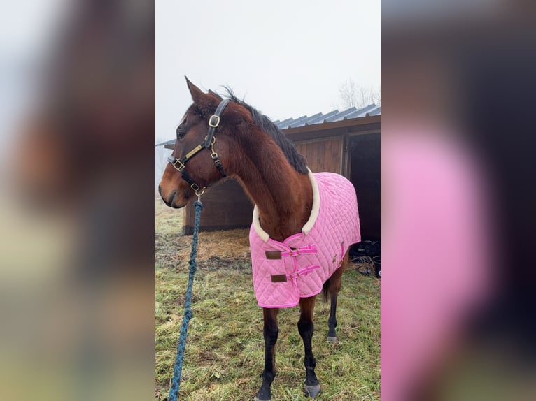 Inne konie pełnej krwi Wałach 8 lat 160 cm Gniada in Mouflaines