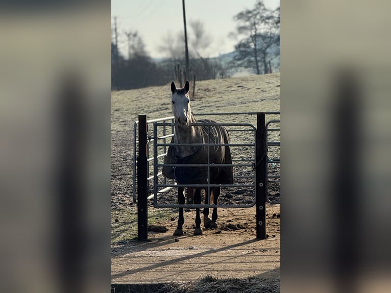 Inne konie pełnej krwi Klacz 10 lat 160 cm Siwa jabłkowita in Katzenelnbogen