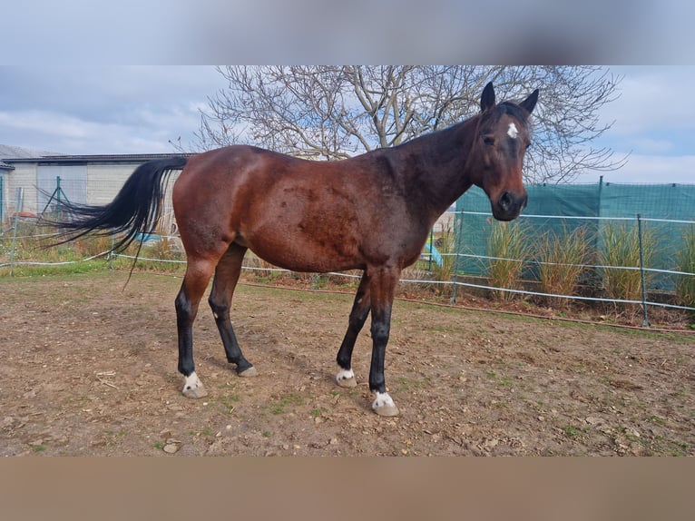 Inne konie pełnej krwi Klacz 13 lat 150 cm Gniada in Prellenkirchen