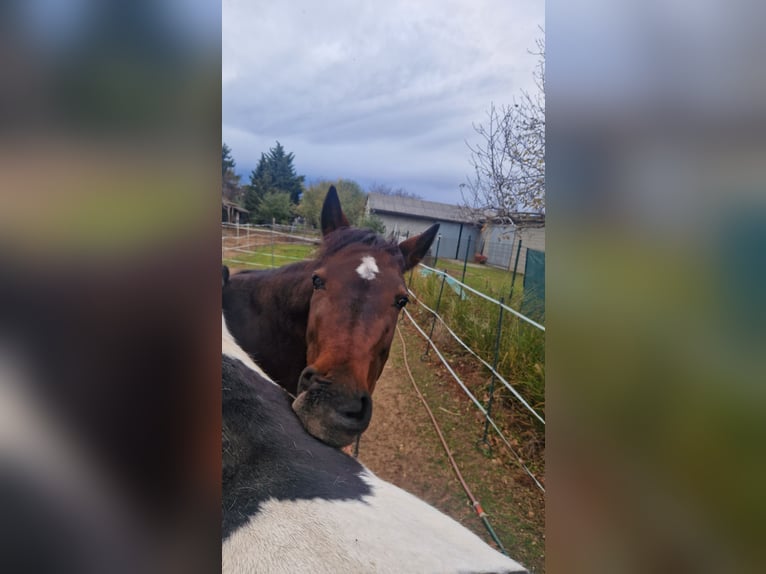Inne konie pełnej krwi Klacz 13 lat 150 cm Gniada in Prellenkirchen