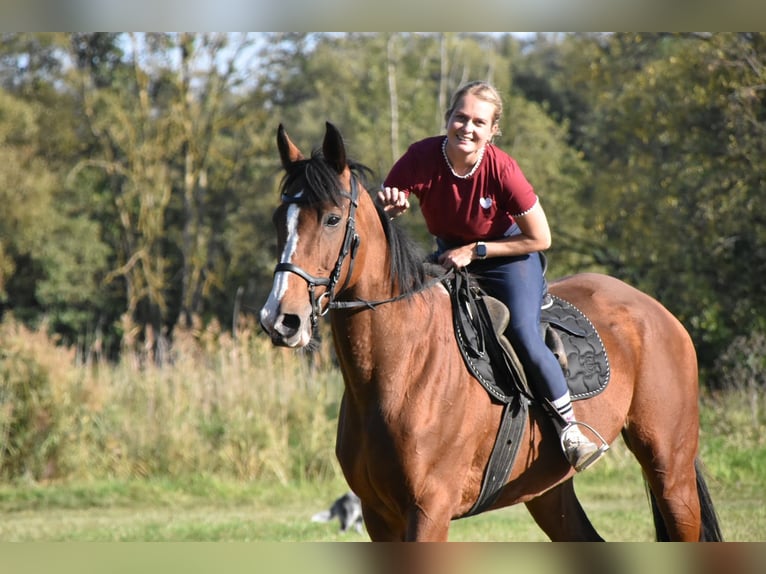 Inne konie pełnej krwi Klacz 14 lat 165 cm Gniada in Eggenfelden