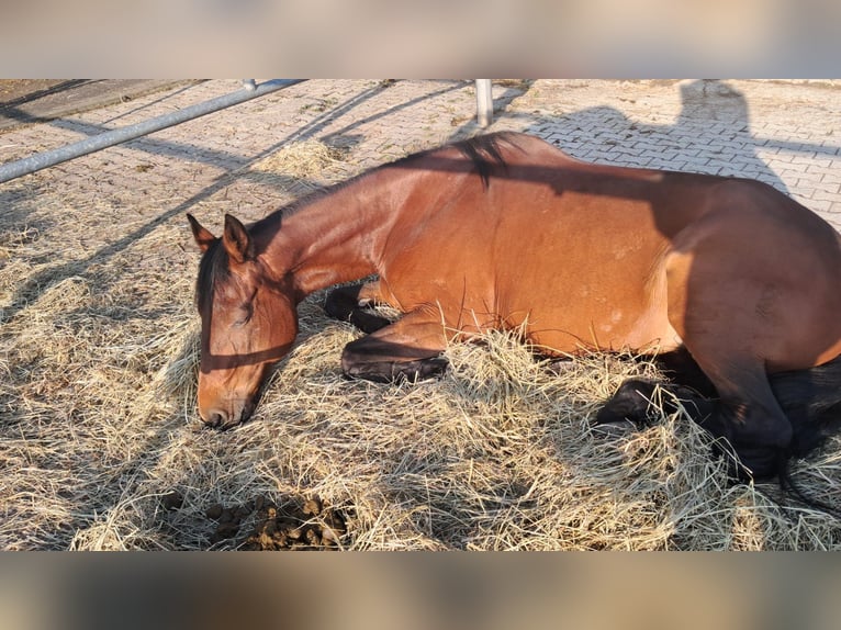 Inne konie pełnej krwi Klacz 16 lat 163 cm Gniada in Kölliken