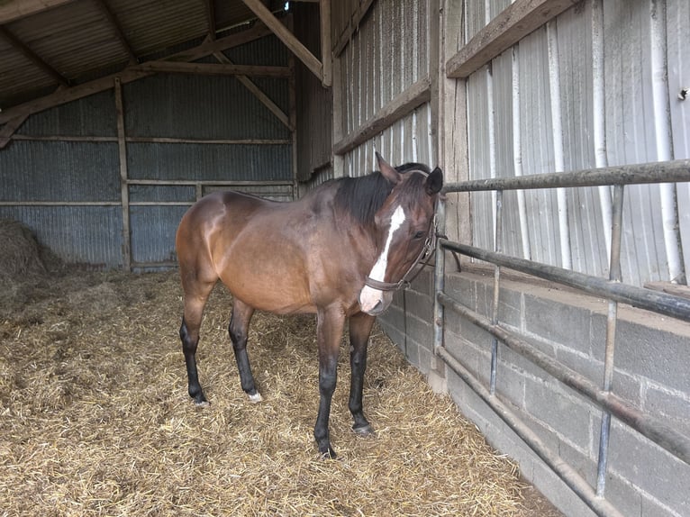 Inne konie pełnej krwi Klacz 17 lat 163 cm Gniada in Épreville-en-Lieuvin