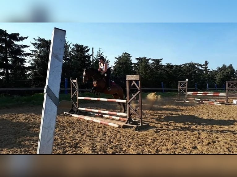Inne konie pełnej krwi Klacz 17 lat 165 cm Gniada in Magdeburg