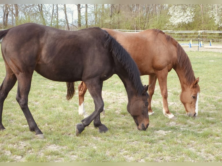 Inne konie pełnej krwi Klacz 18 lat 160 cm Gniada in Kollersdorf