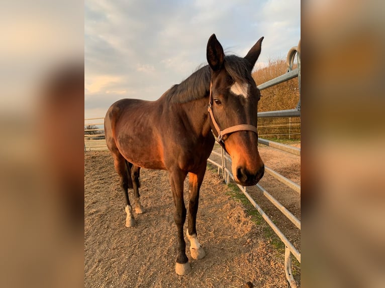 Inne konie pełnej krwi Klacz 18 lat 160 cm Gniada in Strengberg