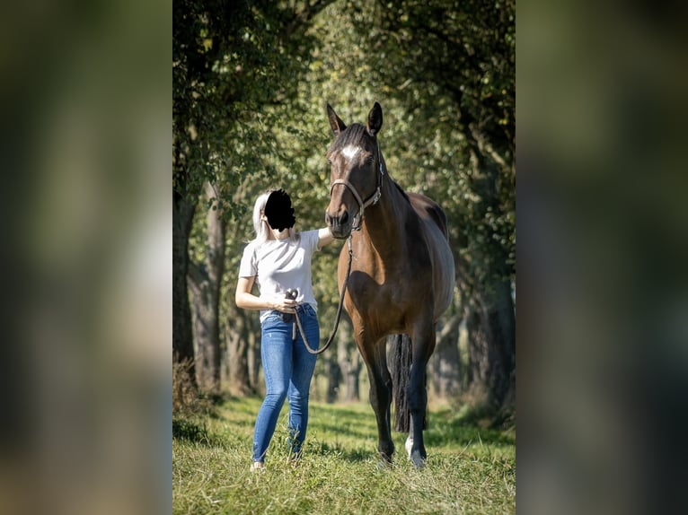 Inne konie pełnej krwi Klacz 18 lat 160 cm Gniada in Strengberg
