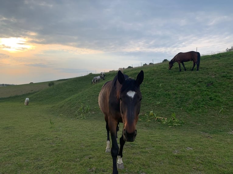 Inne konie pełnej krwi Klacz 18 lat 160 cm Gniada in Strengberg