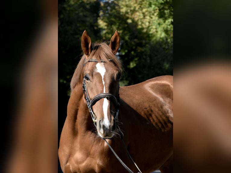 Inne konie pełnej krwi Klacz 3 lat 160 cm Kasztanowata in Arnstorf