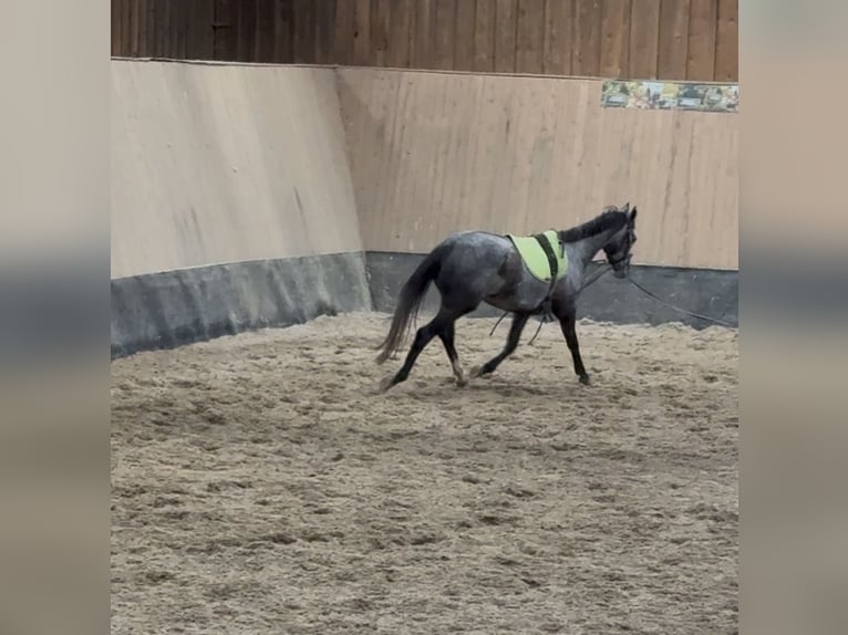 Inne konie pełnej krwi Klacz 4 lat 158 cm Stalowosiwy in Wegeleben