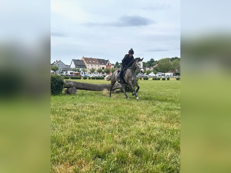 Inne konie pełnej krwi Klacz 4 lat 163 cm Siwa in Zweibr&#xFC;ckenZweibr&#xFC;cken