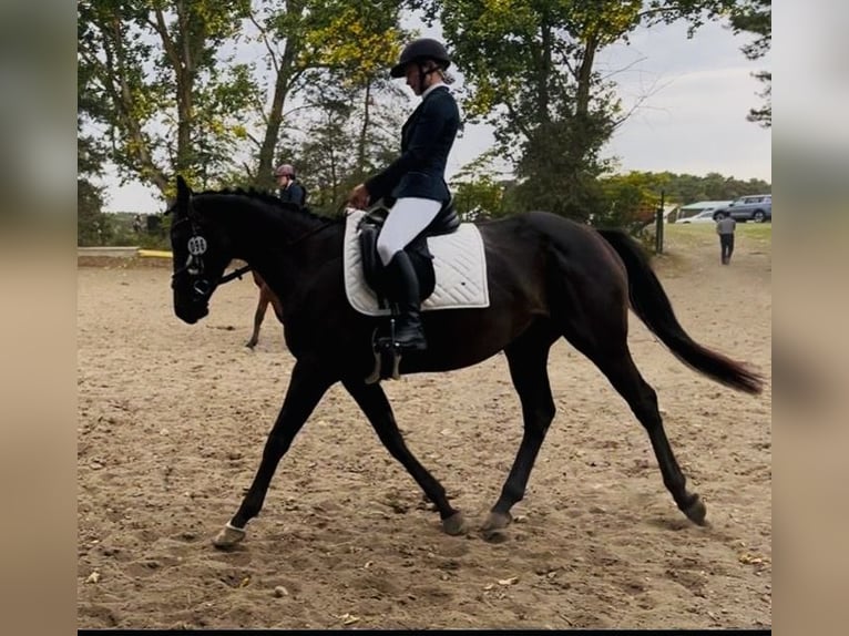 Inne konie pełnej krwi Klacz 6 lat 162 cm Gniada in Oebisfelde