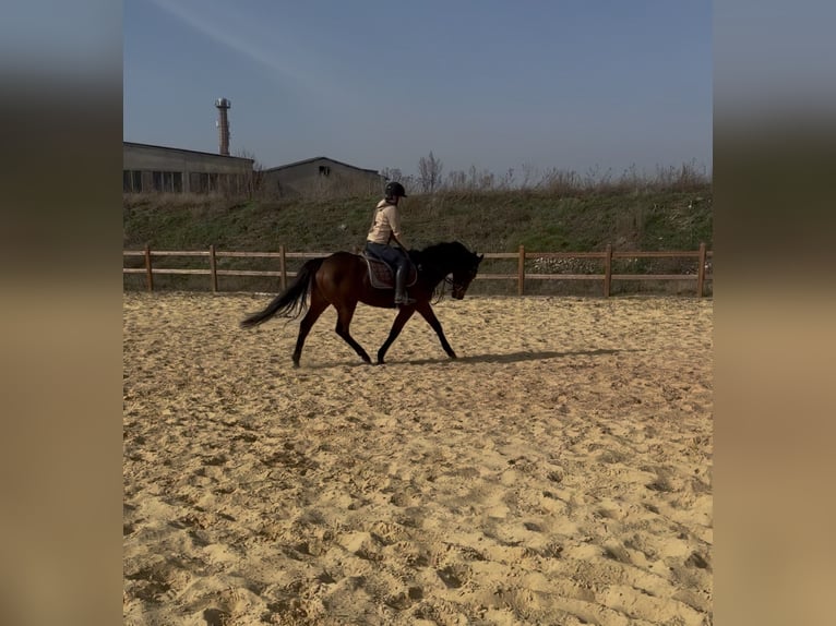 Inne konie pełnej krwi Klacz 6 lat 162 cm  in Wegeleben