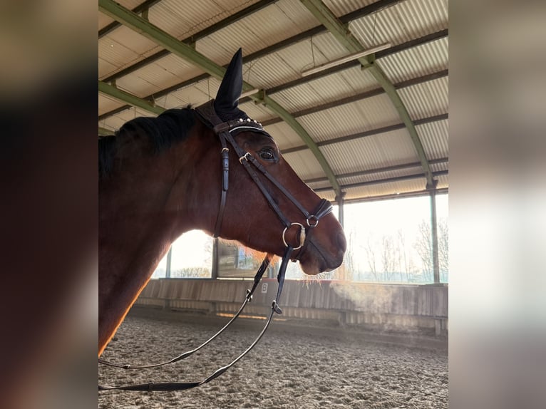 Inne konie pełnej krwi Klacz 6 lat 165 cm Gniada in Wesel