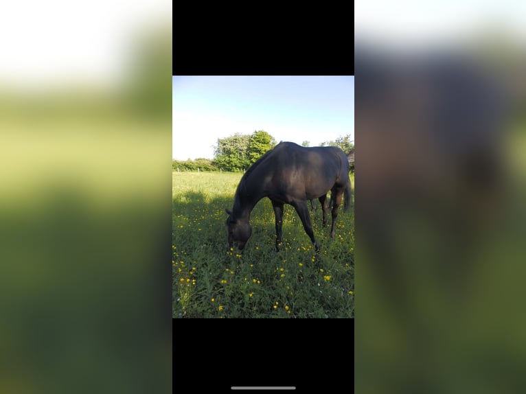 Inne konie pełnej krwi Mix Klacz 6 lat 165 cm Skarogniada in Verneville