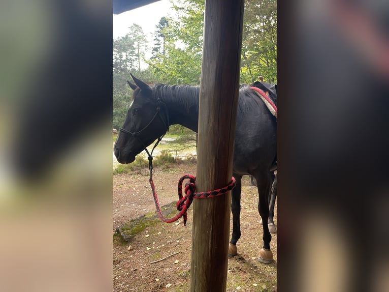 Inne konie pełnej krwi Mix Klacz 6 lat 165 cm Skarogniada in Verneville