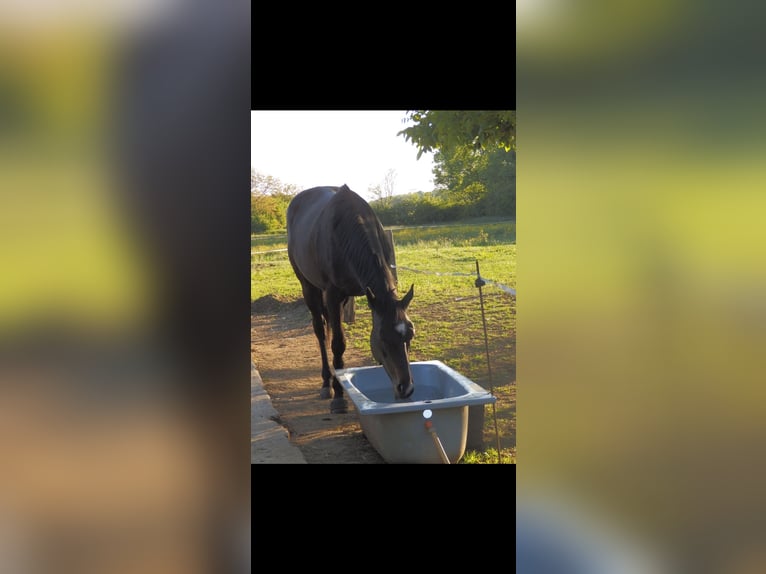 Inne konie pełnej krwi Mix Klacz 6 lat 165 cm Skarogniada in Verneville