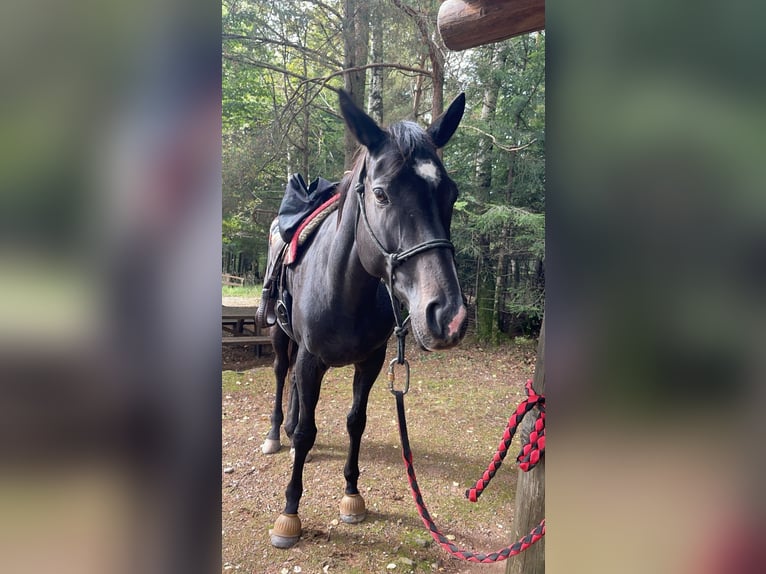 Inne konie pełnej krwi Mix Klacz 6 lat 165 cm Skarogniada in Verneville