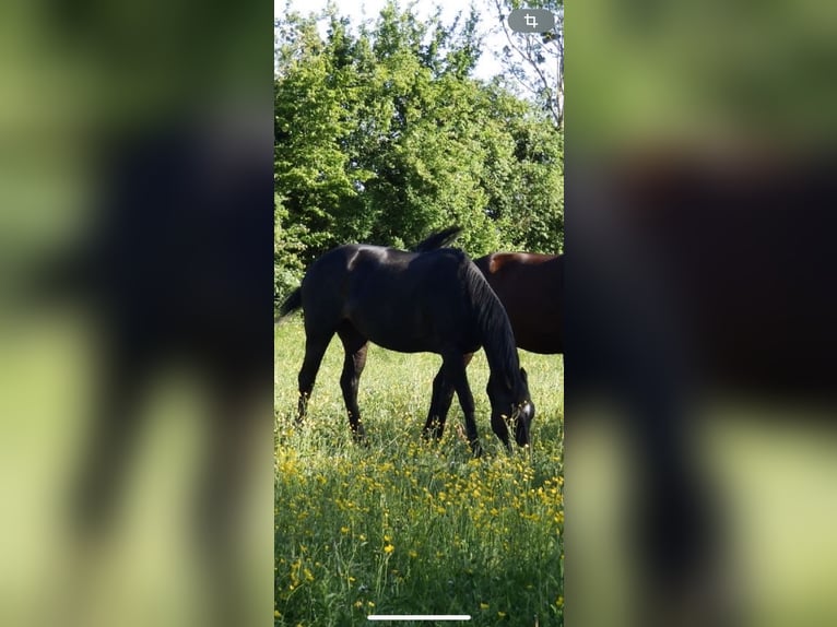 Inne konie pełnej krwi Mix Klacz 6 lat 165 cm Skarogniada in Verneville