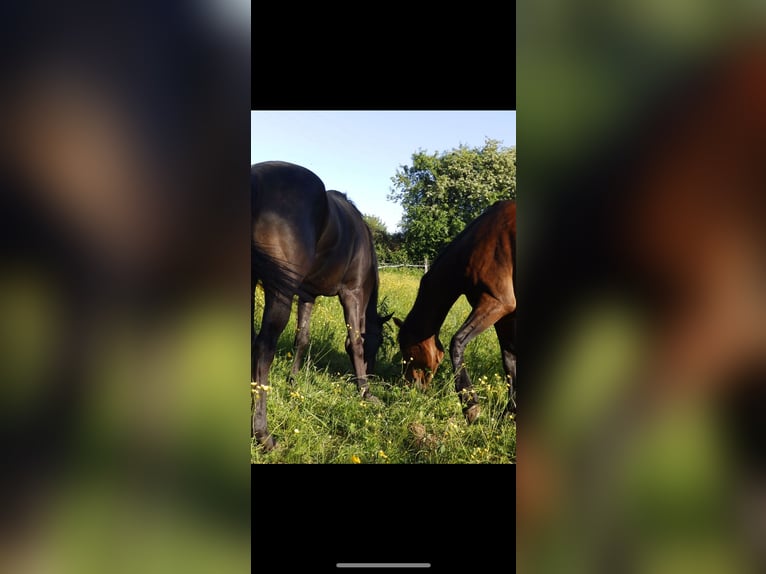 Inne konie pełnej krwi Mix Klacz 6 lat 165 cm Skarogniada in Verneville