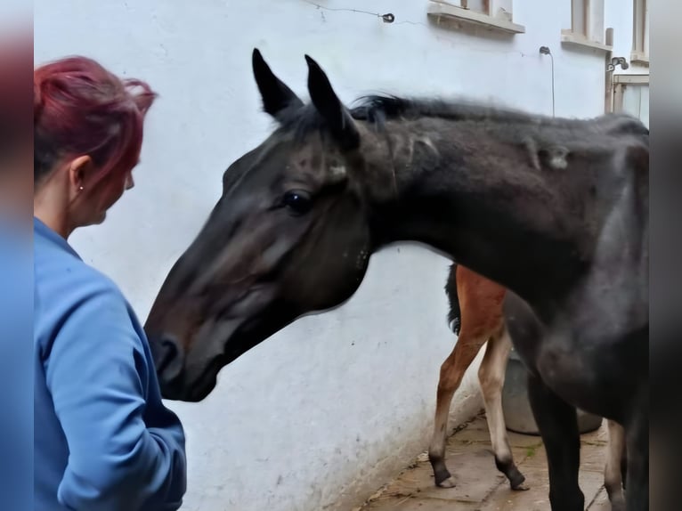 Inne konie pełnej krwi Mix Klacz 7 lat 153 cm Skarogniada in Osterhofen