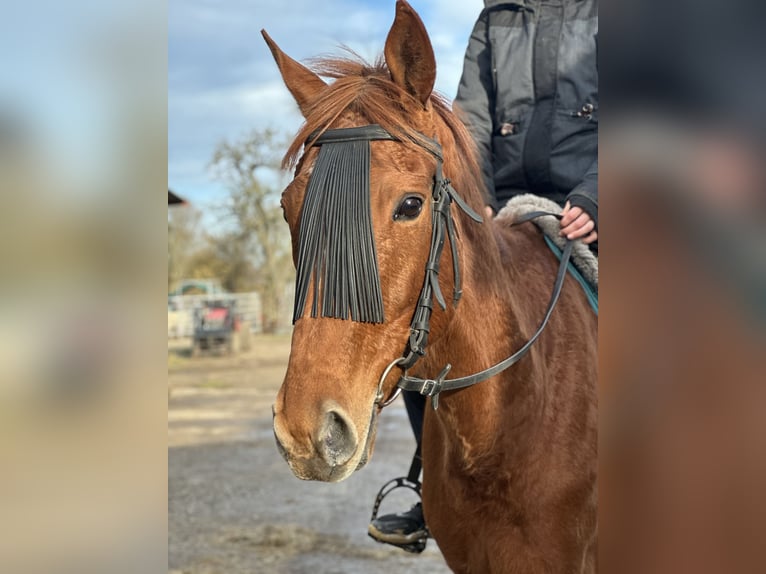 Inne konie pełnej krwi Klacz 7 lat 160 cm Siwa w hreczce in Issum