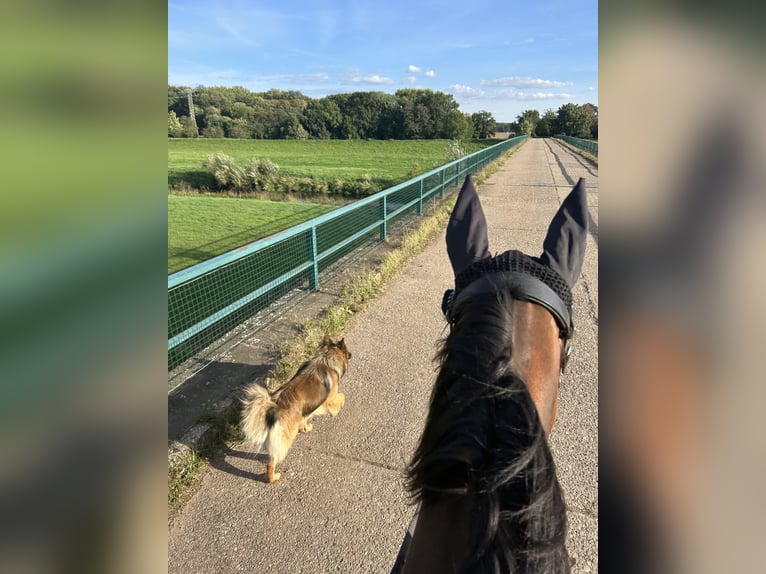 Inne konie pełnej krwi Klacz 7 lat 165 cm Gniada in Schkopau