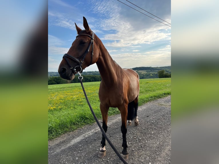 Inne konie pełnej krwi Klacz 7 lat 170 cm Gniada in Kleinblittersdorf Inne konie pełnej krwi Klacz 7 lat 170 cm Gniada in Kleinblittersdorf