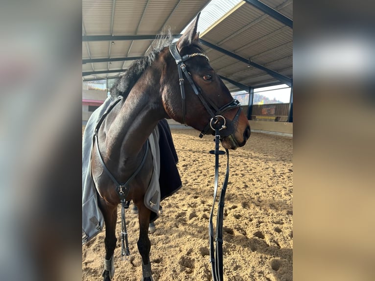 Inne konie pełnej krwi Klacz 8 lat 163 cm Gniada in Königsbach-Stein