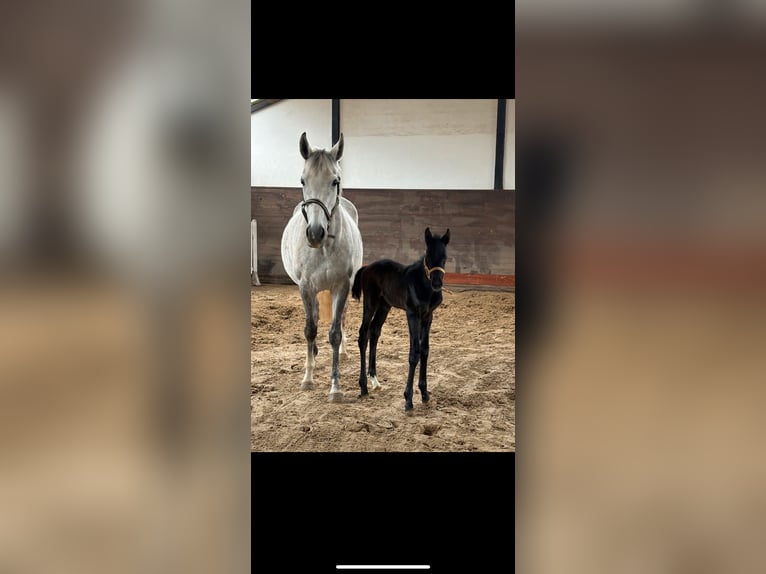 Inne konie pełnej krwi Klacz 8 lat 163 cm Siwa in Kollow