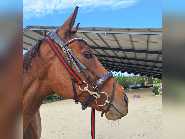 Inne konie pełnej krwi Klacz 9 lat 160 cm Gniada in Camps la Source