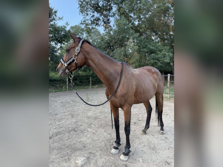 Inne konie pełnej krwi Klacz 9 lat 160 cm Gniada in Camps la Source