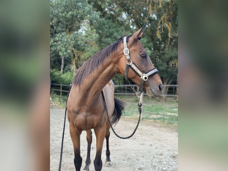 Inne konie pełnej krwi Klacz 9 lat 160 cm Gniada in Camps la Source