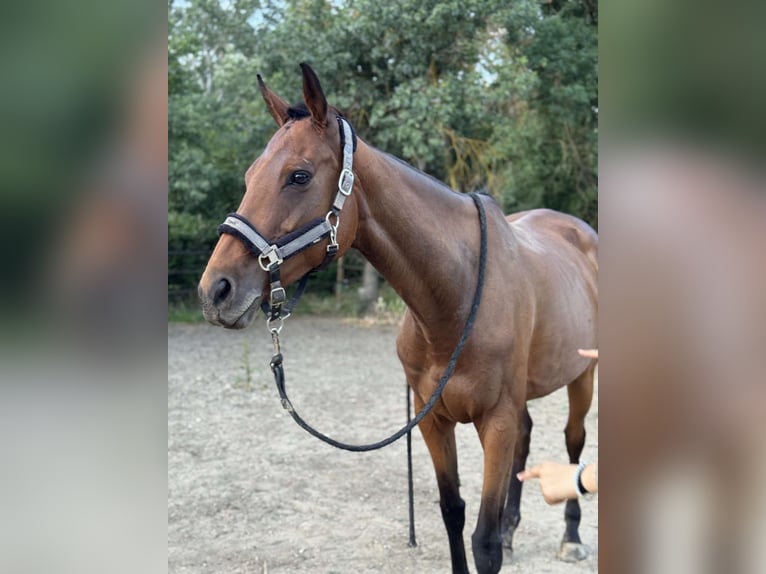 Inne konie pełnej krwi Klacz 9 lat 160 cm Gniada in Camps la Source